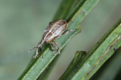 Réf. 276 940 : Tychius parallelus